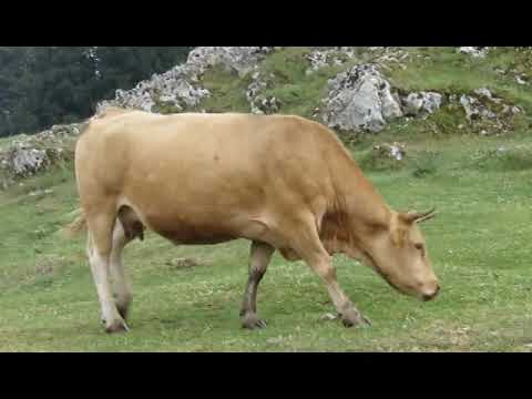 Campaegli - Mucche libere al pascolo