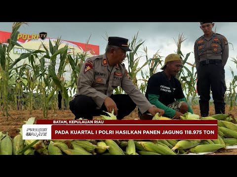 PRESISI UPDATE: POLDA KEPRI GELAR PANEN RAYA JAGUNG KUARTAL II 2025 06/06/2025 (16.00)