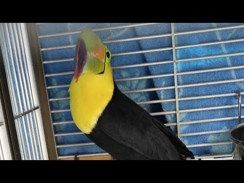 Viral toucan found alive in northwest Las Vegas