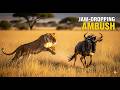 Jaw Dropping Wildlife Encounter Lioness Ambushes Unaware Wildebeest Gnu Graphic Content