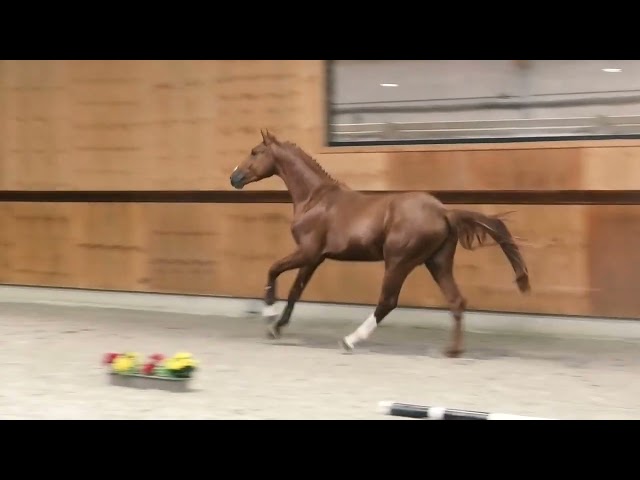 gaits