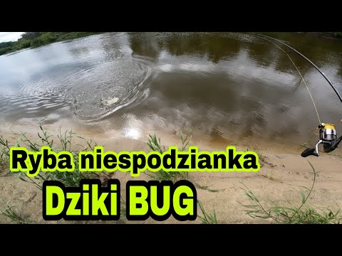 Co to będzie za ryba, takiego przyłowu się nie spodziewałem. Surprise fish Drapieżnik z rzeki Bug.