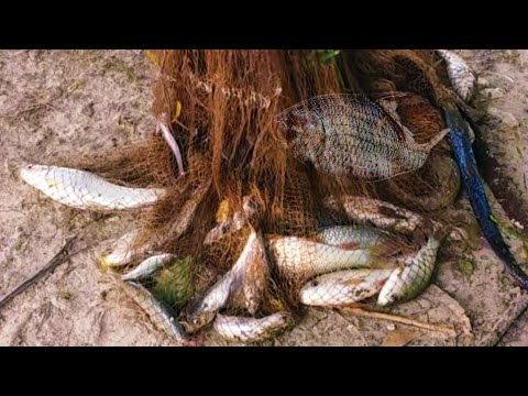 Fish video | Most satisfying Cast Net Fishing video | Pond Fishing