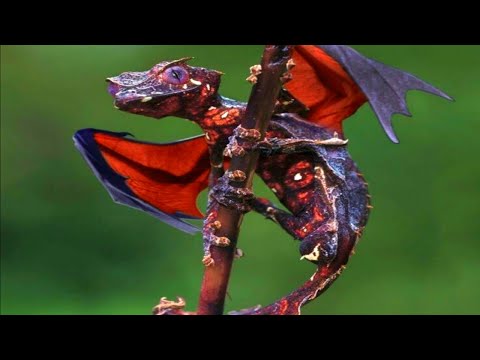 Its just a Draco-lizard, but if you close your eyes...