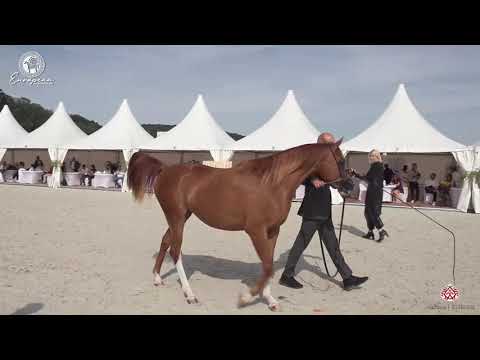 N.18 GHENNA OF SINUS - European Championship 2020 - Prague - Fillies 2 Years Old (Class 2A)