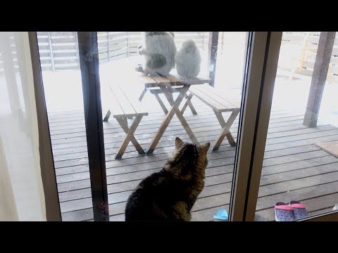 サルとねこ２。-Japanese monkey and Maru 2.-