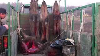 preview picture of video 'Polowanie na dziki z Łajkami. Collective boar hunting with dogs Poland, Krasnystaw'