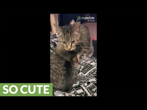 Loving cats can't stop grooming each other