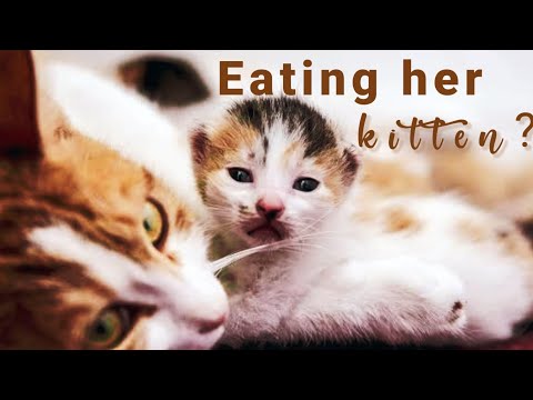 Kinakain ba ng Mother Cat ang kanyang  kittens? Do Cats eat their kittens?