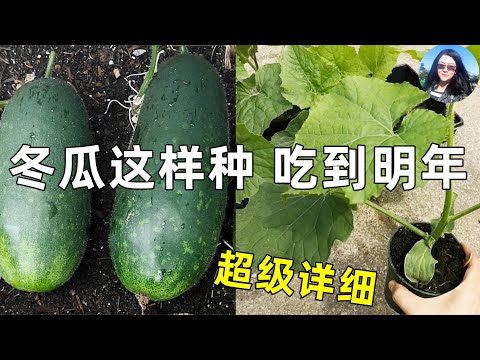 , title : 'All details about Winter Melons planting 太详细了! 关于种冬瓜的一切👉品种/育苗/修剪/移栽/浇水/施肥/间距/搭架.......'