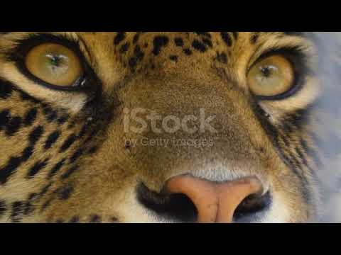 Close up of a Jaguar eyes stock