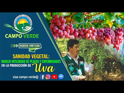 , title : '✅Sanidad Vegetal : Manejo integrado de plagas y enfermedades en la producción de uva. 🍇'