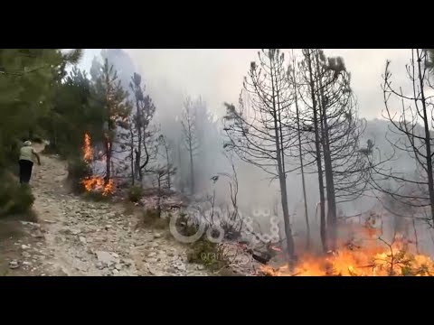 RTV Ora - "Nuk e ndezëm ne zjarrin në mal", lirohen “zjarrvënësit” e Shëngjinit