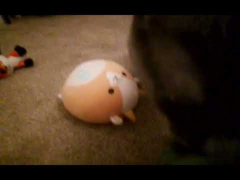 guys my cat loves me so much cause he's holding on to me look