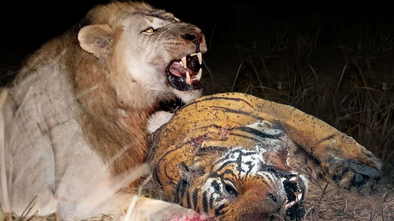 LION KILLS TIGER - POWERFUL RIVALS THAT SHOULD NOT BE UNDERESTIMATED