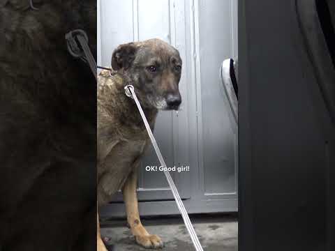 German Shepherd Couldn't Stop Crying, Until...💕 | The Dodo