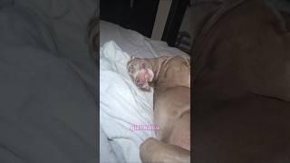 Guess which dog woke up first! #dogshorts #doggielife #petsrule #pets #dogmom