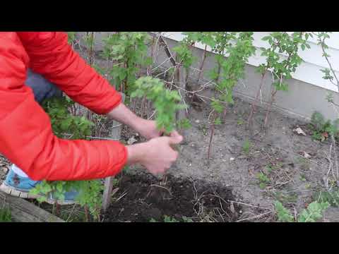 image-How do I identify a raspberry plant?