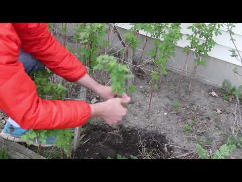 How to Grow UNLIMITED Amounts of Raspberry Plants for FREE!