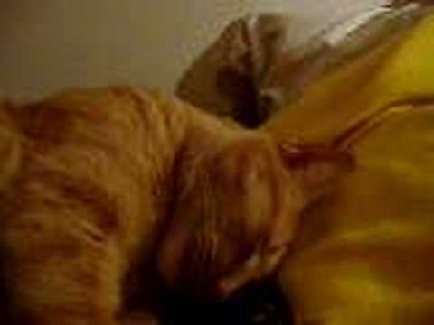 enda the cat, in a sleeping coma