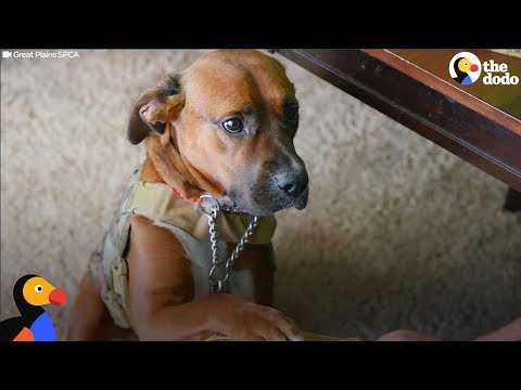 download lagu mp3 mp4 Veteran Animals, download lagu Veteran Animals gratis, unduh video klip Veteran Animals