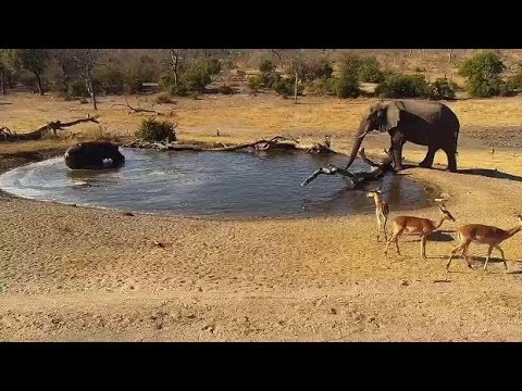 Djuma: Elephant not welcomed by Hippo - 15:00 - 08/24/19