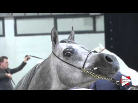 Wels 2016 - National Senior Stallion Championship