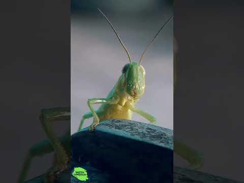 Der größte Frühjahrsputz-Fehler: Staudenstängel zu früh abschneiden - Gartenexpedition #shorts