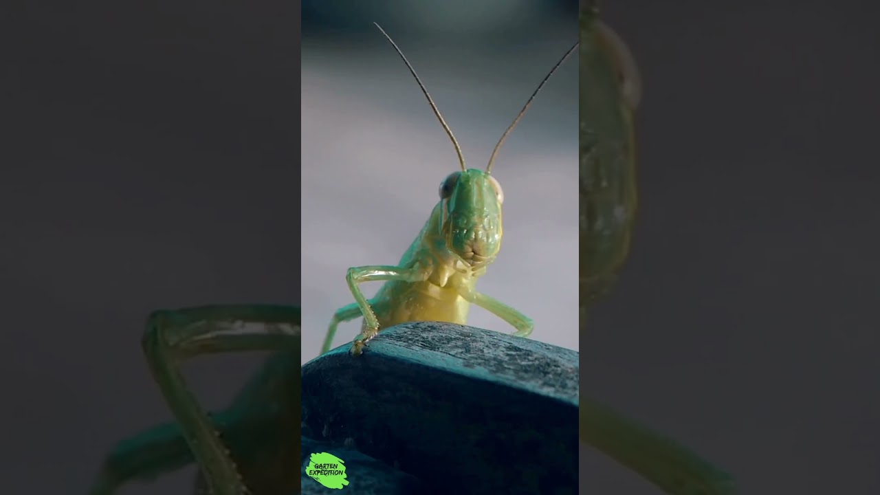 Der größte Frühjahrsputz-Fehler: Staudenstängel zu früh abschneiden - Gartenexpedition #shorts