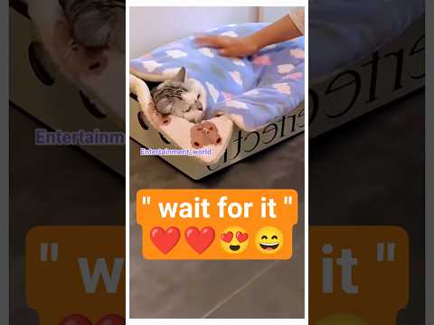 Smart cat🤣 #fyp #shorts #fypusa #usaviral #trendingusa #funnycats #smartcat #catvideos #funnyanimals