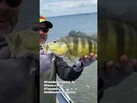 Dia de pesca esportiva tucunaré #Pesca e solte.    # Presidente Epitácio Sp Anfíbiosturismonautico