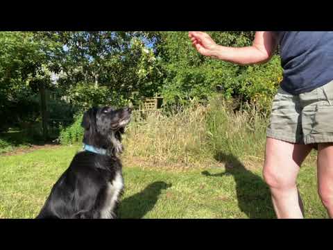 Predation Substitute Training — Eye Stalking Game
