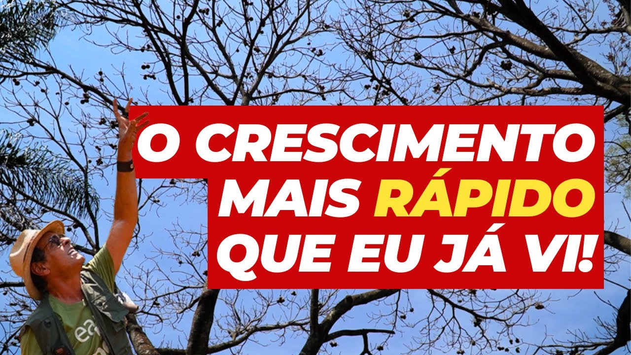 Essa árvore Nativa deveria ser plantada pelo Governo Federal no Brasil inteiro !