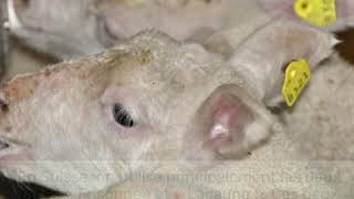 Production de lait de brebis bio