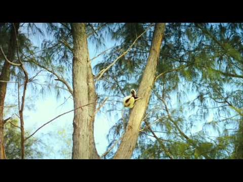 Islands of Lemurs Madagascar Official Trailer