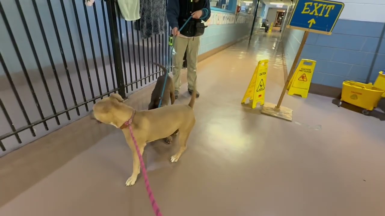 Sea Lion, a ADOPTABLE Pit Bull Terrier in Chicago, IL video 5/5