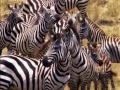 Predators Fighting To Survive Wild Nature National Geographic
