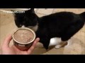 Nature S Logic Beef Canned Cat Food Product Review By Tuxedo Cat Boots
