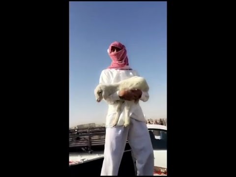 المضيوم انسرقو غنمه وبلغ على الشرطة وراح يبكي ههههههههههههه