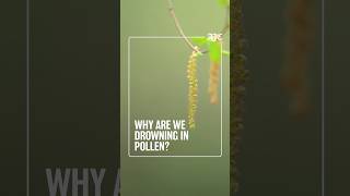 Atlanta broke a 35-year pollen record twice. Here’s why.