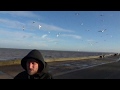 Feeding The Seagulls With Mince Pies On The Isle Of Sheppey
