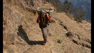 Carrying cow dung to the fields in the village ll  Rural village life
