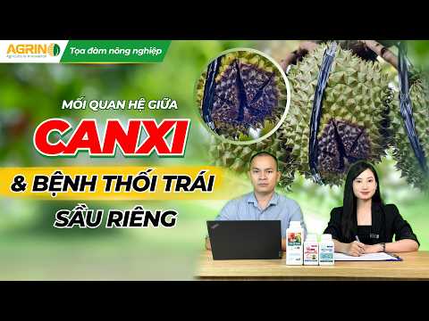 MỐI QUAN HỆ GIỮA CANXI VÀ BỆNH THỐI TRÁI SẦU RIÊNG