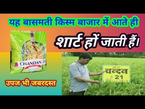 Chandan 21 Paddy Seeds Basmati Paddy Variety