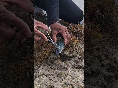 I accidentally caught a real life monster inside my catch...😱😰