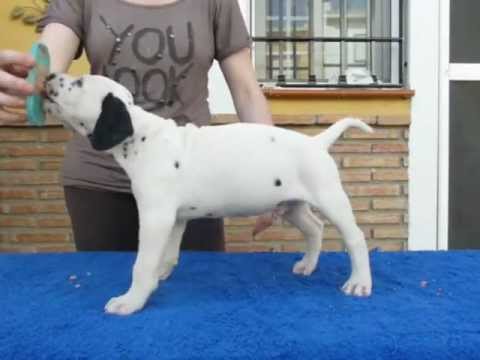 Camada B Dálmatas JUMALPA - Jumalpa Dal Bishr