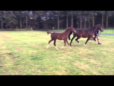 Sir Heinrich X FLORESTANO