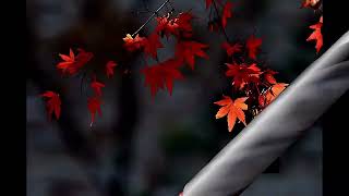 Corrinne May - Fly Away