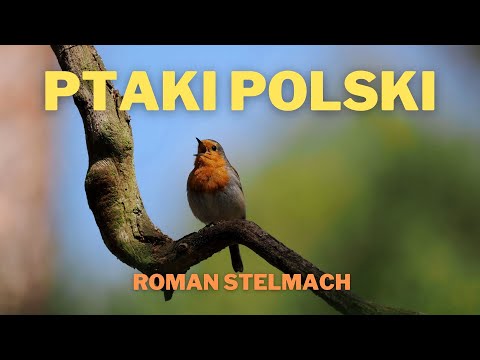 Birds of Poland, presentation of species and singing, part 1