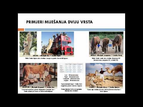 Proučavanje: Prvi grijeh (prosinac, 2011.)